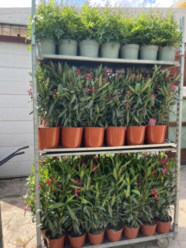 oleander-maj-2023