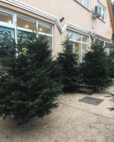 Jedľa kaukazská (Abies nordmanniana)