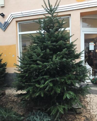 Jedľa kaukazská (Abies nordmanniana)