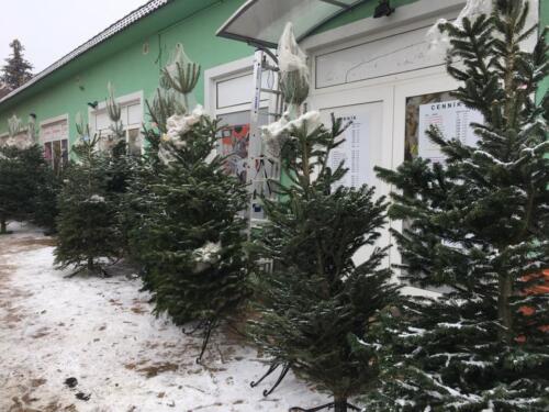 Jedľa kaukazská (Abies nordmanniana)