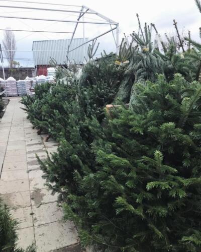 Jedľa kaukazská (Abies nordmanniana)